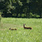 Whitetail doe and fawn