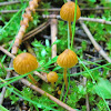 Small yellow sand mushrooms
