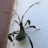 Leaf-footed Bug