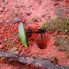 Spider wasp hiding its meal(katydid)