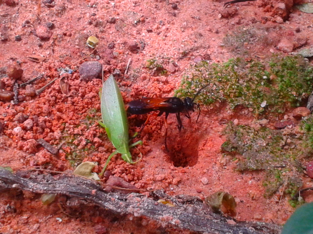Spider wasp hiding its meal(katydid)