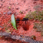 Spider wasp hiding its meal(katydid)