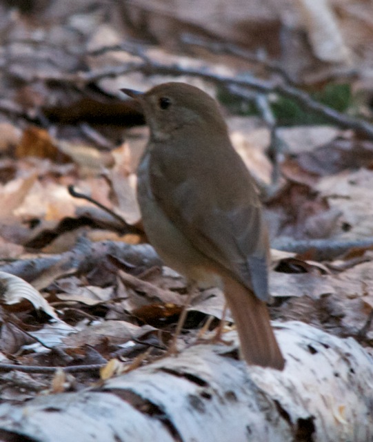 Hermit Thrush