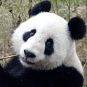 Panda icon