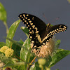 Palamedes Swallowtail