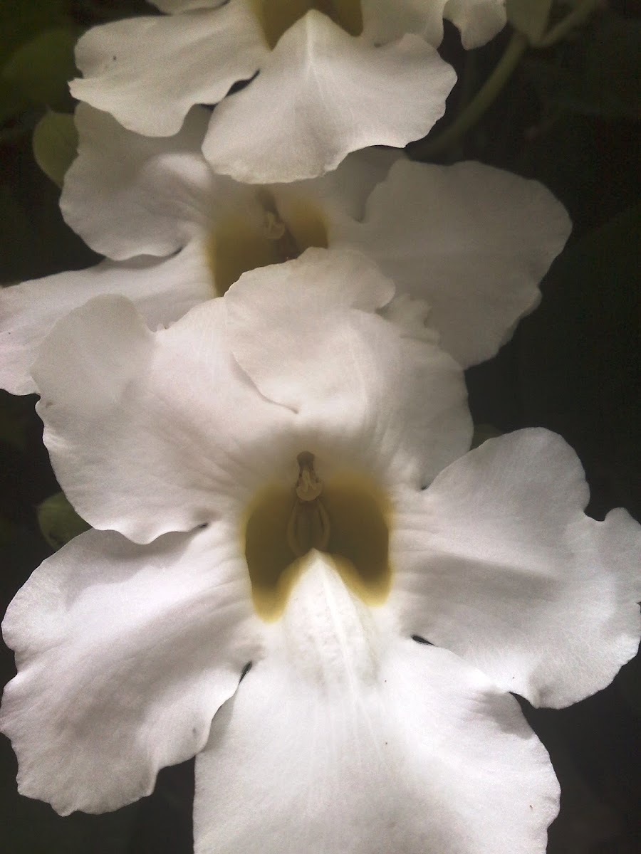 White Laurel-leaved Thunbergia