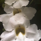 White Laurel-leaved Thunbergia