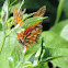 Gulf Fritillary Butterfly (female)