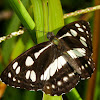 Common Sergeant Butterfly