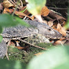 Malayan water monitor