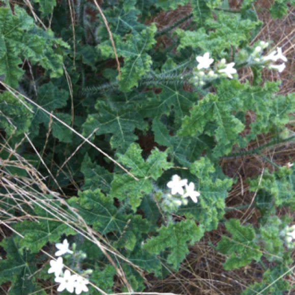 Texas bull nettle Project Noah