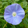 Ivy-Leaved Morning Glory