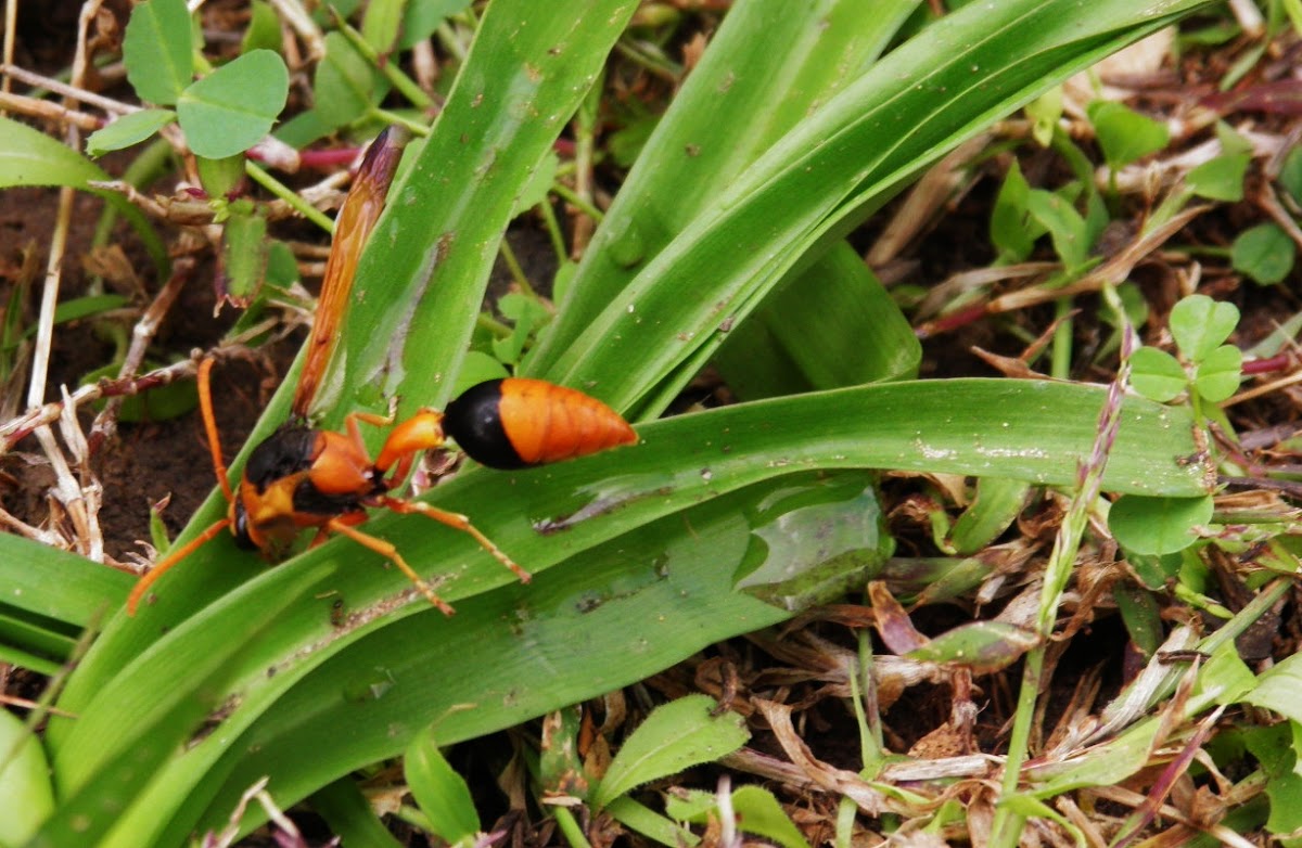 Orange Potter wasp