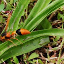Orange Potter wasp