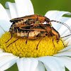 Goldenrod Soldier Beetles (mating)