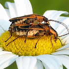 Goldenrod Soldier Beetles (mating)