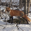 Renard roux Red fox