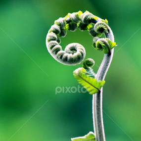 by Epen Lifelovers - Nature Up Close Other plants