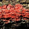 Red Lichen