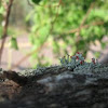 British soldier lichen