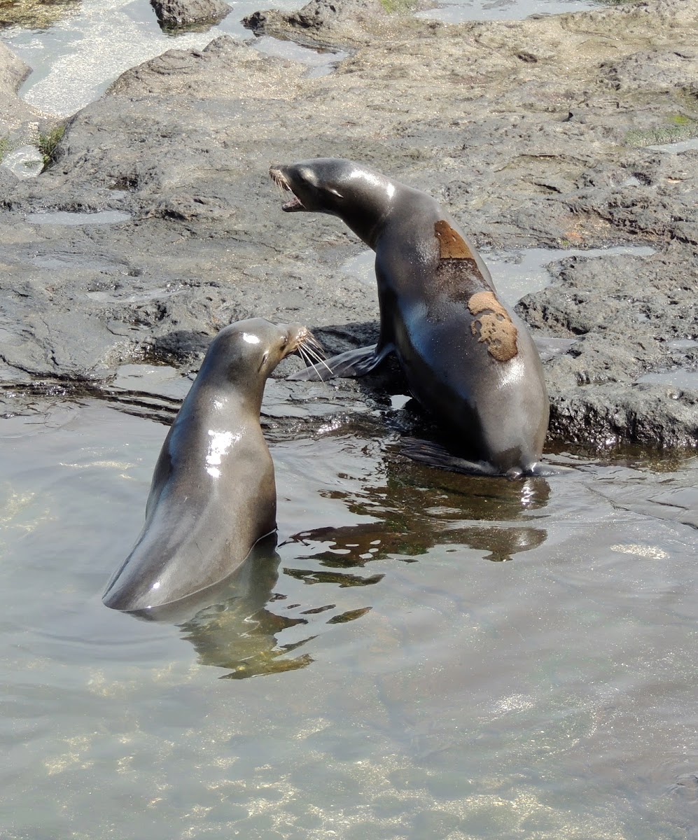 Galapagos sea lions