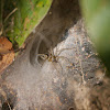 funnel web spider