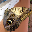 Pale Owl Butterfly