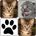 Cats Memory Game Apk