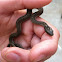 Wandering garter snake, western terrestrial garter snake