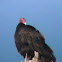 Turkey Vulture