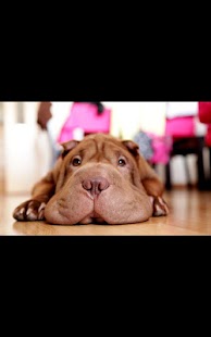 How to get Dog Live Wallpaper 1.02 apk for bluestacks