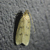 Glyphidocera Moth