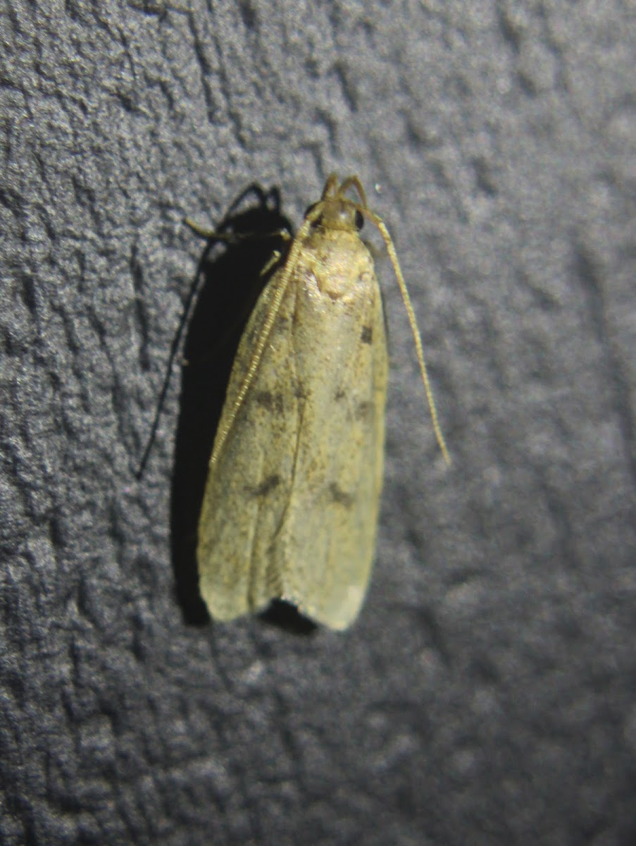 Glyphidocera Moth