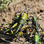 Green Milkweed Locust
