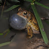 Dwarf American toad (male)