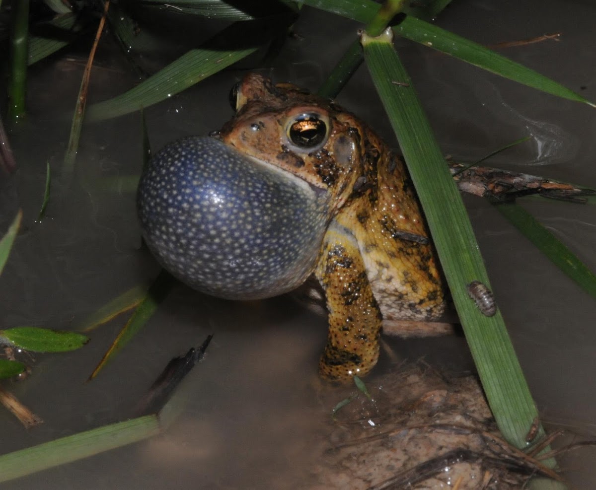 Dwarf American toad (male)