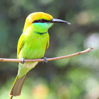Small bee-eater