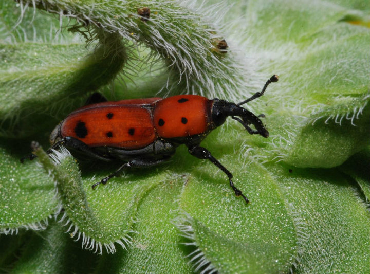 Cocklebur weevil