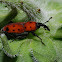 Cocklebur weevil