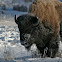 American Bison