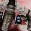 Twin-spotted Sphinx - Hodges#7821