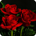 Love Rose Live Wallpaper logo