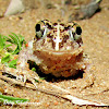 Indian burrowing frog