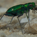 Six-Spotted Tiger Beetle