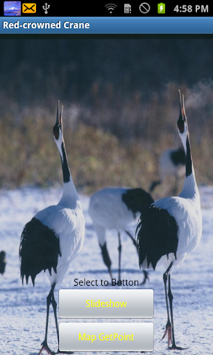 Red-crowned Crane JP022