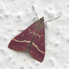 Volupial Pyrausta Moth