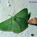 Emerald  moth