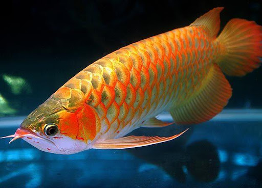 Arowana Fish Live Wallpaper