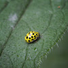 22-spot Ladybird