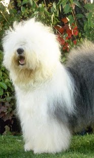 Sheepdog Wallpapers Screenshots 2